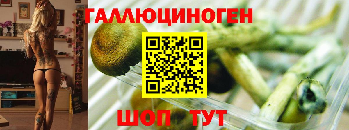 Псилоцибиновые грибы Psilocybine cubensis  Вход с VPN  Георгиевск 